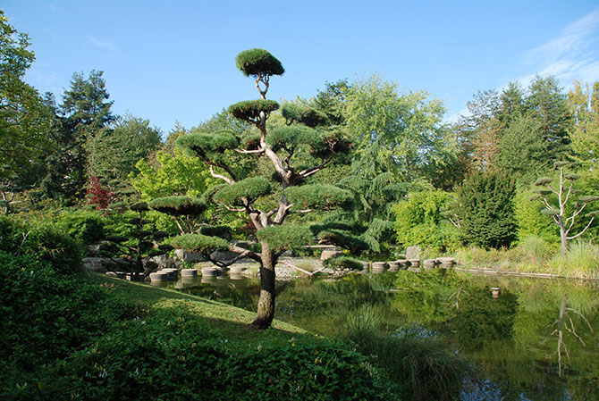 Pin nuage au Jardin japonais de l’Ile de Versailles, Nantes - © G. Carcassès